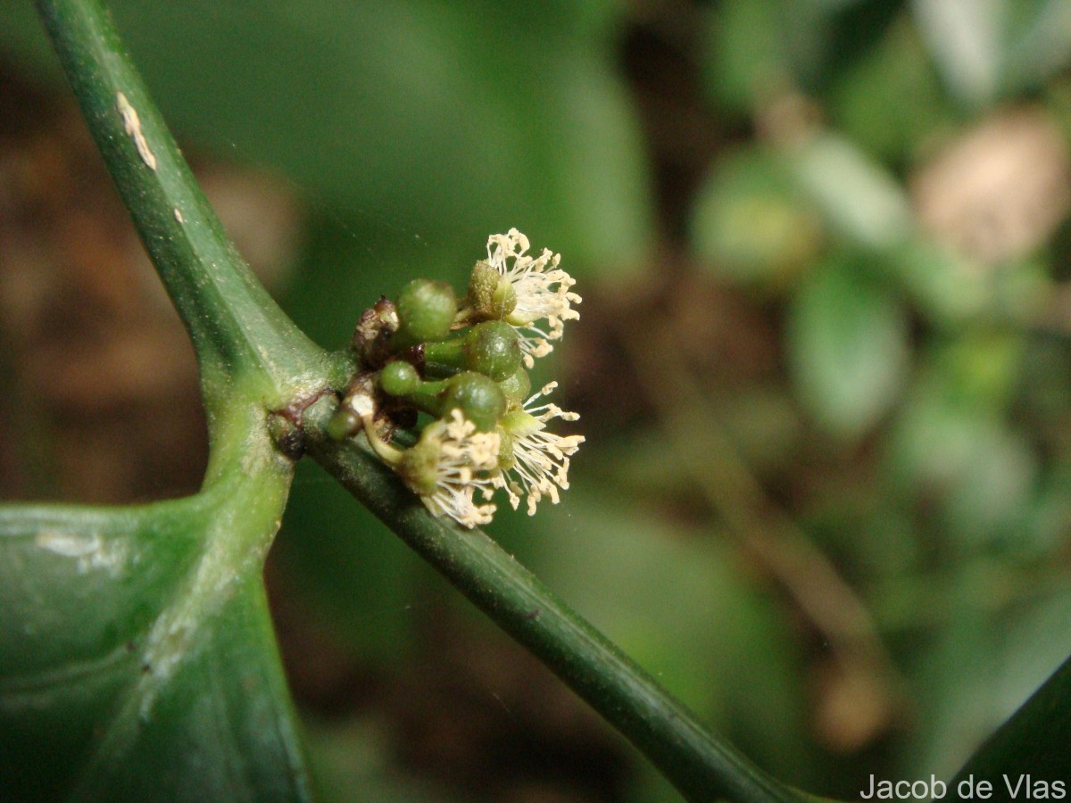 Suregada lanceolata (Willd.) Kuntze